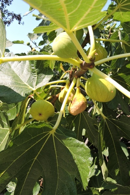 Common green figs